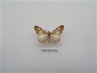 藏品(尺蛾142)的圖片